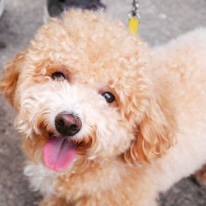 Meet your Posher, Anna